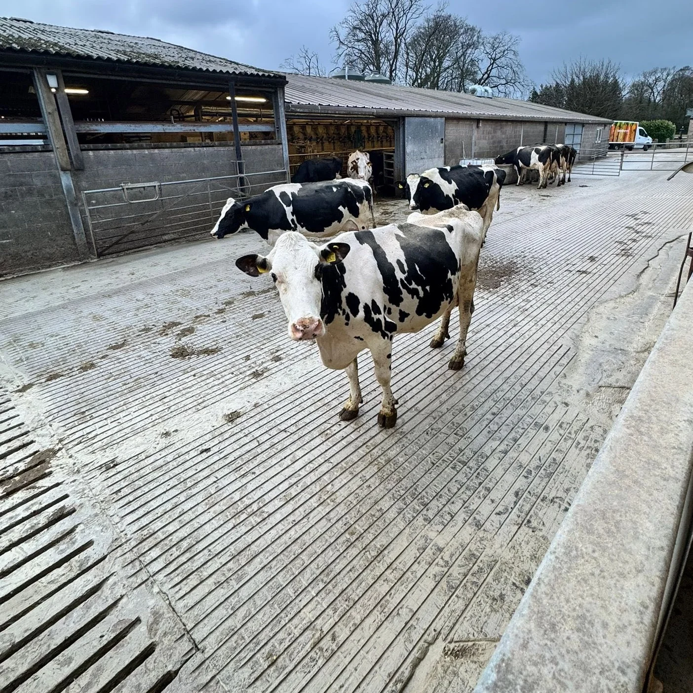 Fresh concrete grooves cut across a dairy farm floor