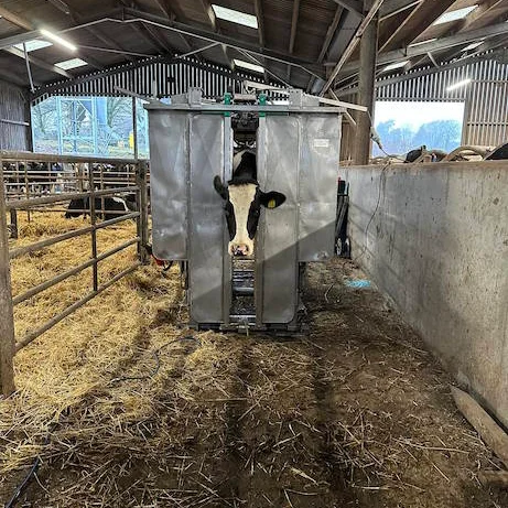 Professional hoof trimming service for cattle