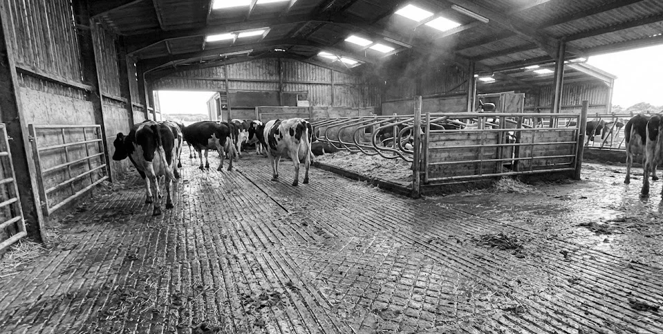 Ryan Adamson working on a dairy farm in Dumfries