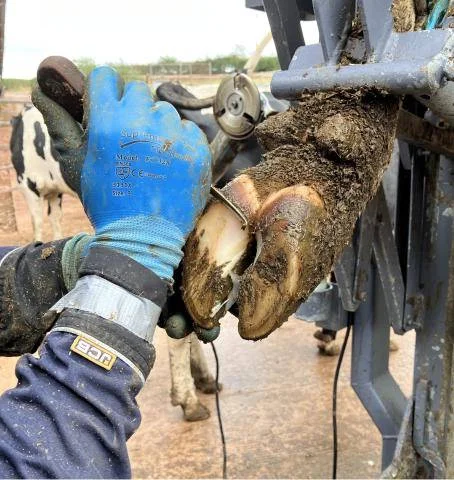 Ryan Adamson trimming the hooves of a cow in Dumfries and Galloway