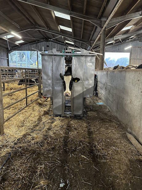 Cattle Hoof Trimming