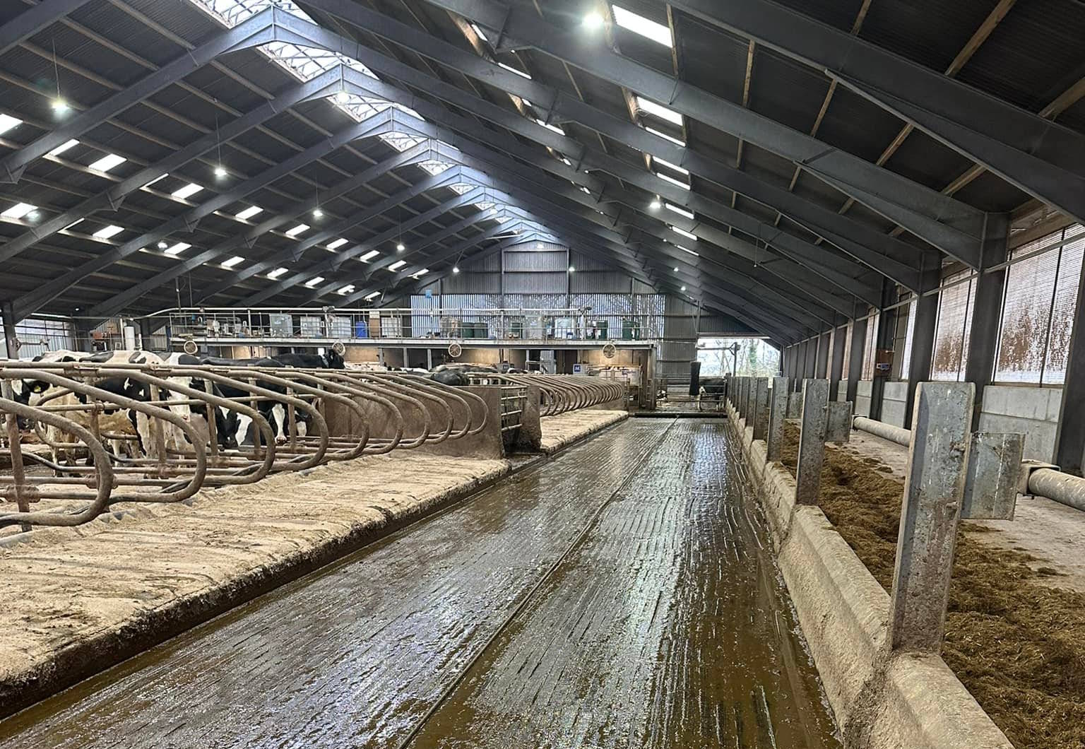 Cattle on grooved concrete